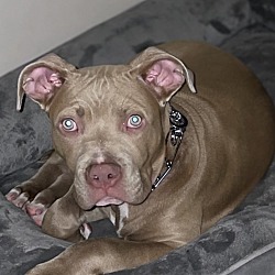 Photo of Niko