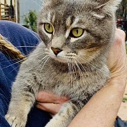 Photo of Kitty Kat
