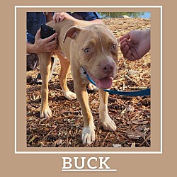 Thumbnail photo of Buck #2