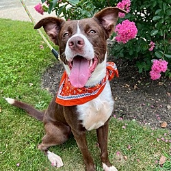 Photo of Cocoa Crisp