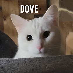 Photo of DOVE