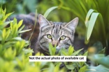 Photo of Spinach Barn Cat