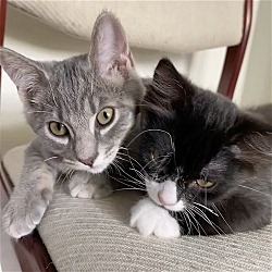 Photo of Eden & Jasper - bonded siblings