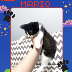 Thumbnail photo of Mario #1