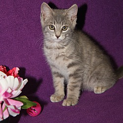 Thumbnail photo of Chipotle (Las Trancas' kitten) #1