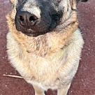 Adopt A Pet :: Max - Escondido, CA