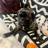 adopt-pet