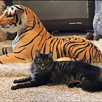 adopt a pet