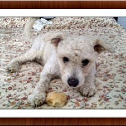 Thumbnail photo of Adopted!! Sparky - IL #1