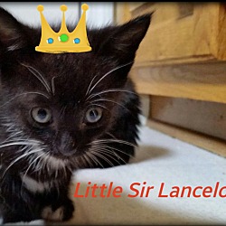 Photo of Sir Lancelot