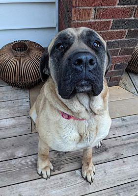 how big should a 6 month old english mastiff be