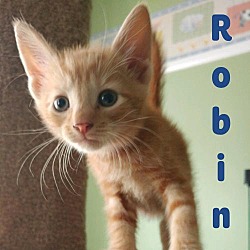 Thumbnail photo of Robin #1