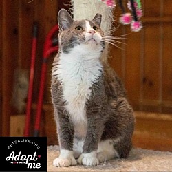 Thumbnail photo of Sylvester Stallion #4