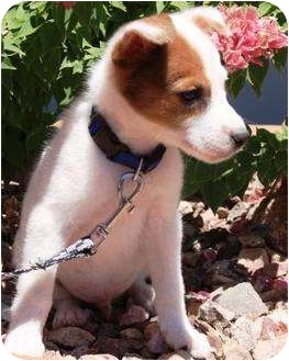 jack russell collie mix