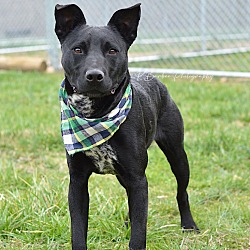 Photo of Clutch - Adoptable