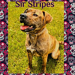 Photo of Sir Stripes