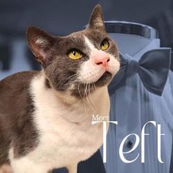 Thumbnail photo of Teft #1