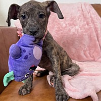 adopt a pet