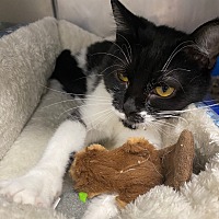adopt a pet