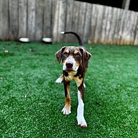 adopt a pet