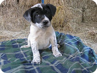 saint bernard blue heeler mix