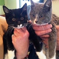 Photo of Black & Grey young kitties