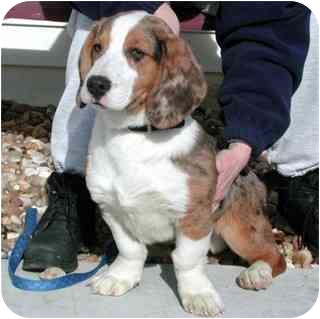 Batesville In Basset Hound Meet Winn Dixie A Pet For Adoption