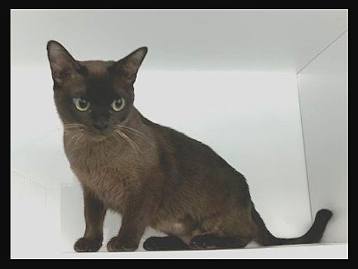 Fairfax Va Burmese Meet Barb A Pet For Adoption