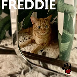 Thumbnail photo of Freddie #3