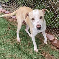 Adoption First Animal Rescue In Jacksonville North Carolina
