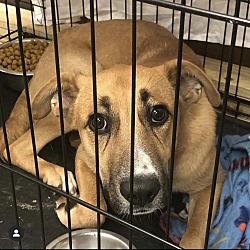 Photo of Scooby (dumped in a cage)