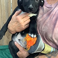 adopt a pet