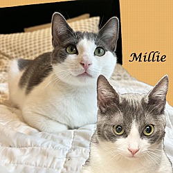 Thumbnail photo of MILLIE & MISHA #2