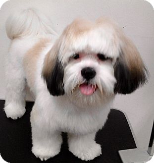 Naples Fl Shih Tzu Meet Matisse A Pet For Adoption