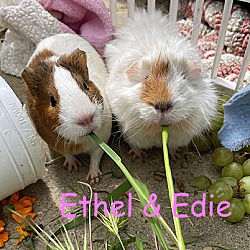 Photo of Edie & Ethel