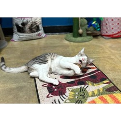 Thumbnail photo of Clover - PetSmart West Berlin #2