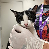 adopt a pet