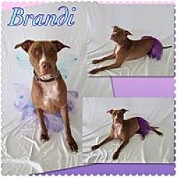 Thumbnail photo of Brandi - Pawsitive Direction #1