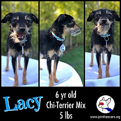 Thumbnail photo of Lacy #3