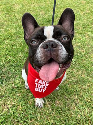 Los Angeles Ca French Bulldog Meet Venom A Pet For Adoption