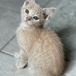 Photo of Butterscotch