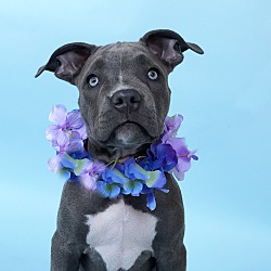 Photo of Blueberry Muffin-ADOPT Me!!