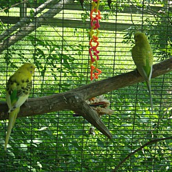 Photo of Parakeets- (2M & 1F)