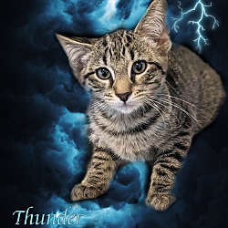 Photo of Thunder too