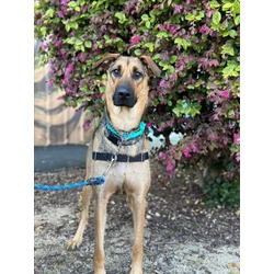 Photo of IVY