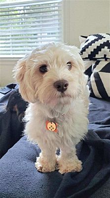 St. Louis Park, MN - Cockapoo. Meet John a Pet for Adoption - AdoptaPet.com