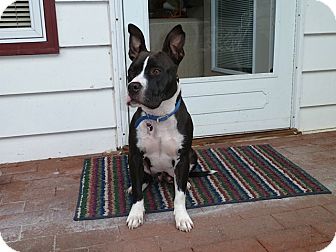 boston terrier pitbull mix puppies for sale