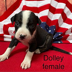Photo of Dolley 🐾