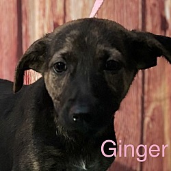 Thumbnail photo of Ginger #1