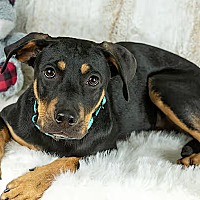 adopt-pet